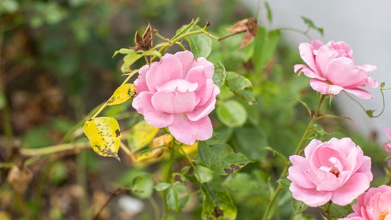 Black spots and yellow rose petals indicate blackspot infestation.  © NDR Photo: Pia Schmikl