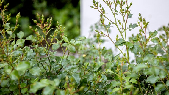 Rose bushes © NDR Photo: Udo Tanske