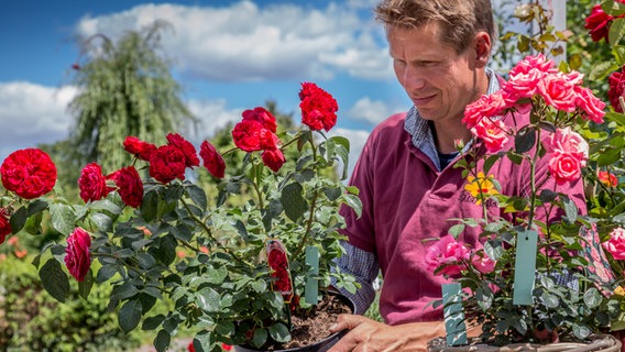 Peter Rasch holds a pot with a rose in his hands © NDR Photo: Udo Tanske