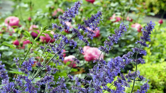 Blue catnip and pink blooming roses in a bed © imago/blickwinkel 