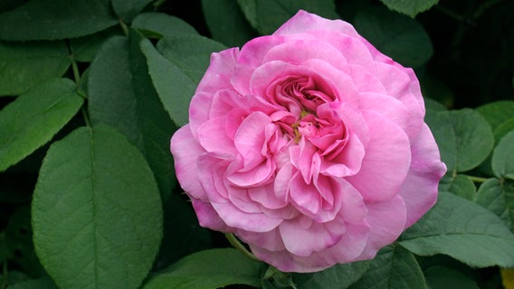 Pink blooming damask rose Ispahan © picture alliance / WILDLIFE |  WILDLIFE/D.Harms 