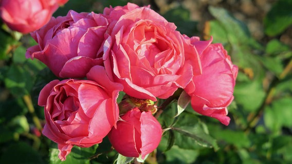 ADR Rose 2018: Garden Princess Marie-José (florine rose, pink-red flowers, double and strongly scented).  © NDR Photo: Dr.  Burkhard Spellerberg