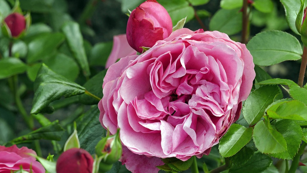 Cutting, planting and fertilizing roses |  NDR.de – Guide – Garden