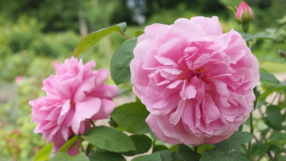 Rose-colored flowers of a Mary Rose rose.  © NDR Photo: Anja Deuble