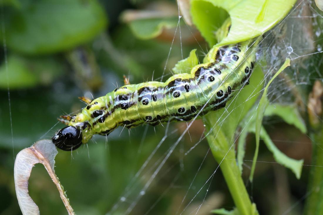 Garden, plants, pests, boxwood, The boxwood moth (lat. Cydalima perspectalis) is a pest