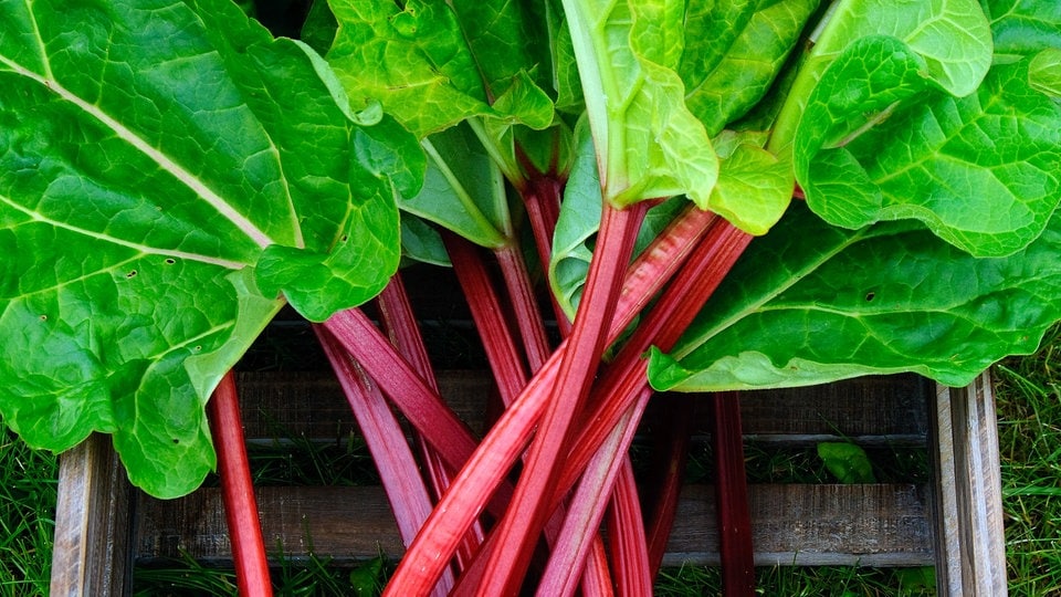 Growing, caring for and harvesting rhubarb