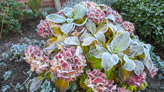 Hydrangea bush covered with hoarfrost © panthermedia Photo: dreamday145