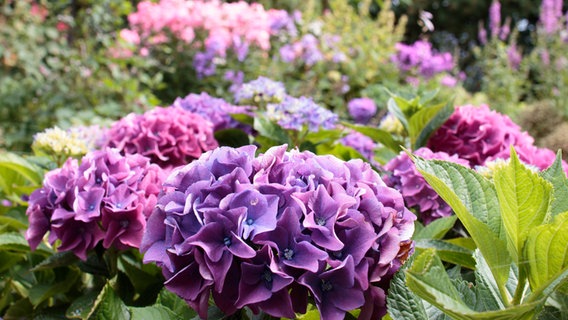 Ball-shaped blue-purple umbels of a farmer's hydrangea in the garden.  © NDR Photo: Anja Deuble