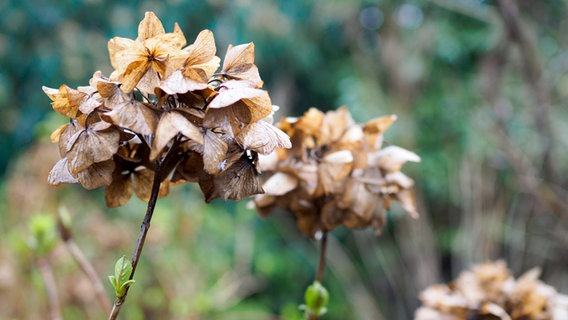 Detailed shot of a dead hydrangea in the rain © NDR Photo: Anja Deuble