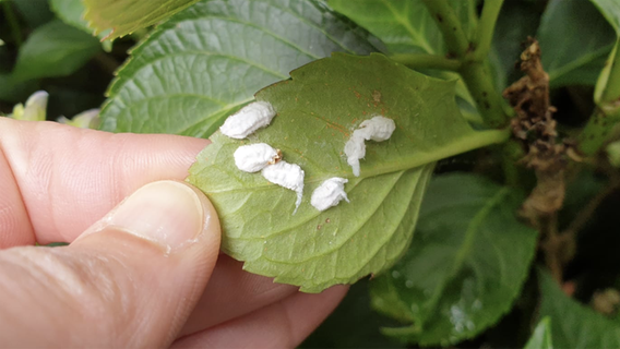 Mealybugs sit on the underside of a hydrangea leaf © NDR Photo: Sabine Leipertz