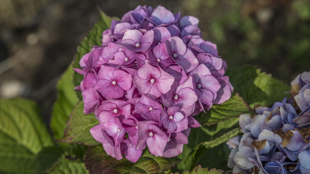 Caring for, planting and overwintering hydrangeas |  NDR.de – Guide – Garden