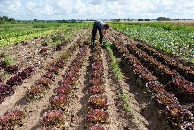 This is how useful a vegetarian diet is - farmland should be better used for food instead of animal feed.