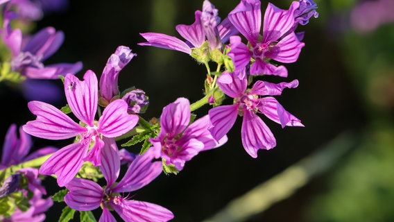 Flowers of the wild mallow in a close-up © picture alliance / Zoonar Photo: Bernd Bölsdorf