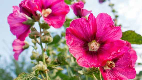 Pink flowers of a hollyhock in a close-up. © NDR Photo: Anja Deuble