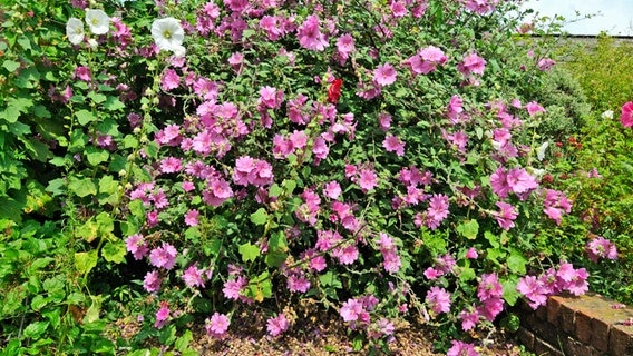 A flowering bush mallow. © picture alliance / imageBROKER Photo: O. Diez