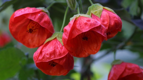 Close-up of the flowers of the hollyhock. © picture alliance / blickwinkel Photo: H. Schmidbauer