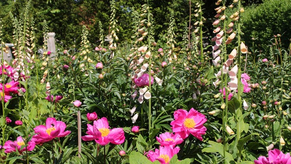 Pink foxglove and other flowers in the garden. © fotolia Photo: Joerg Sabel