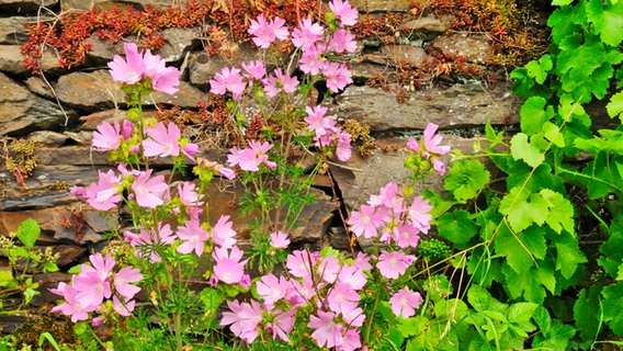 A flowering musk mallow in front of a dry stone wall. © picture alliance / blickwinkel Photo: H.-J. Zimmermann