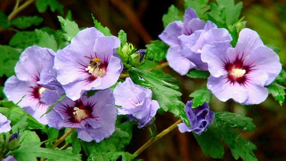 Hibiscus flowers at the Dierkower Mill © NDR Photo: Christopher Motz from Zepelin