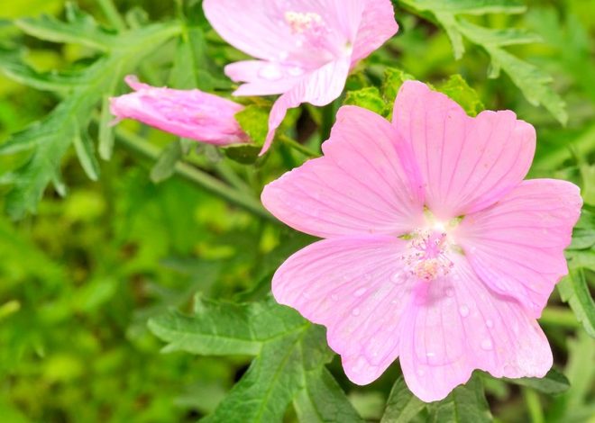 Planting, caring for and cutting mallows in the garden | NDR.de – Guide – Garden