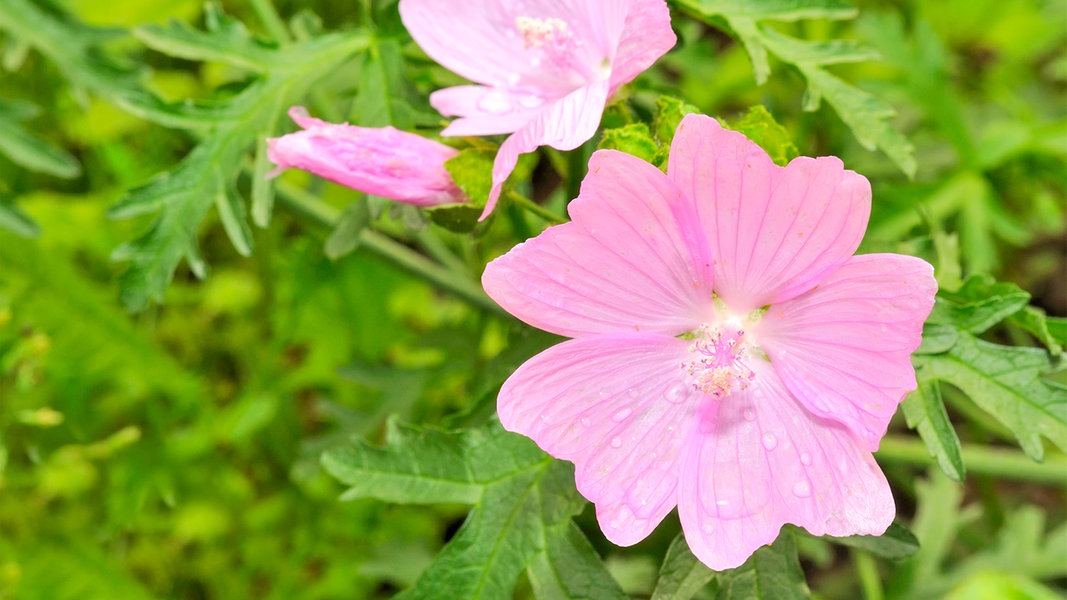 Planting, caring for and cutting mallows in the garden | NDR.de – Guide – Garden