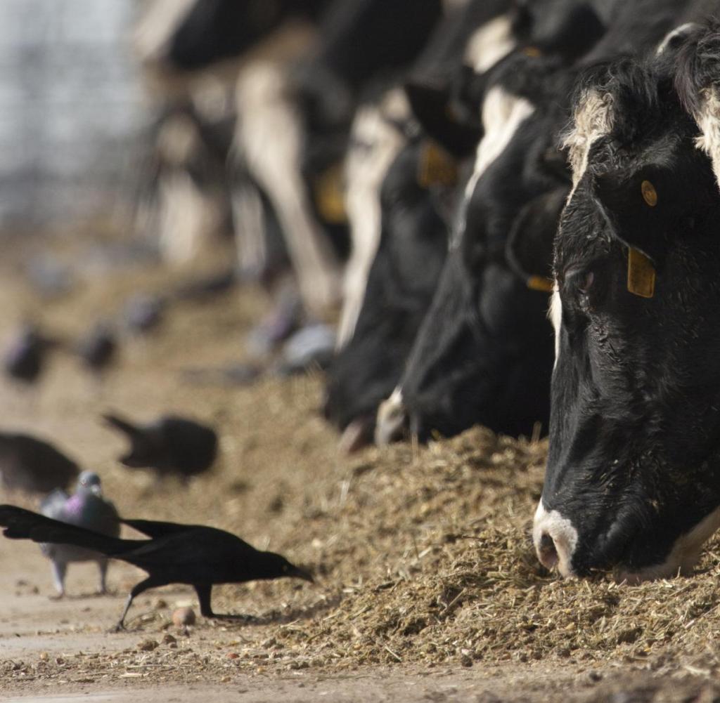 Birds and cows in the stable