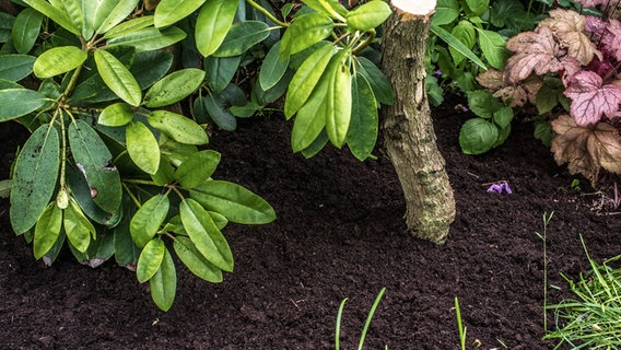 Fresh soil under a rhododendron bush. © NDR Photo: Udo Tanske