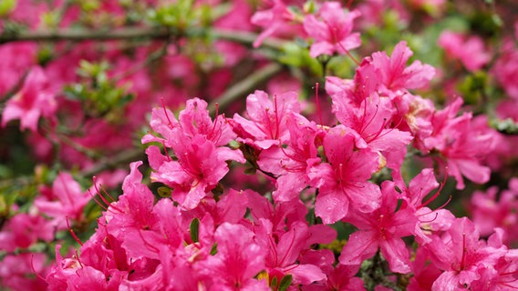 Small pink flowers of a rhododendron hybrid. © NDR Photo: Anja Deuble