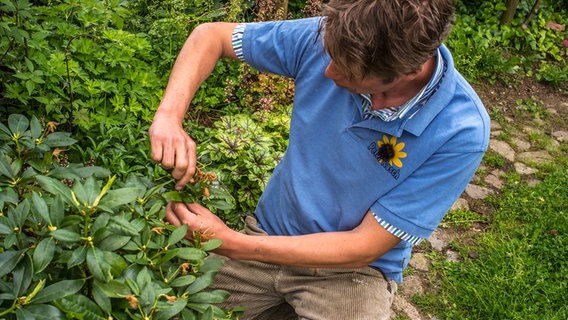 A man plucks dead flowers from a rhododendron bush. © NDR Photo: Udo Tanske