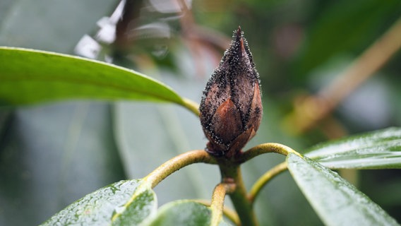 Black-brown bud on a rhododendron plant. © NDR Photo: Anja Deuble