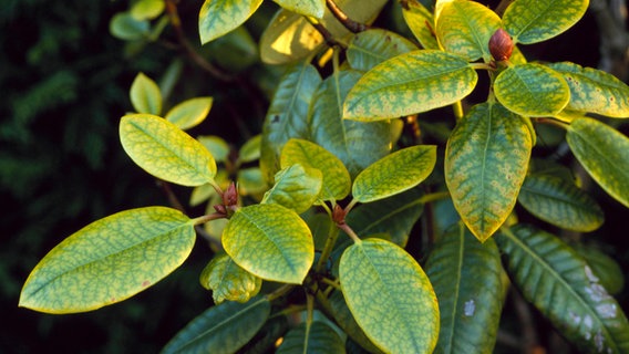 Yellow rhododendron leaves with green pattern © picture-alliance / Photoshot | Michael Warren 