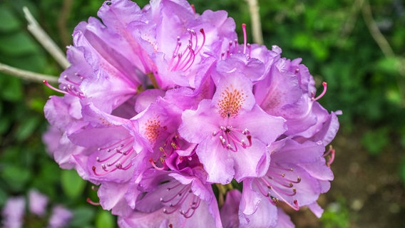 Pink flower ball of a rhododendron plant. © NDR Photo: Udo Tanske