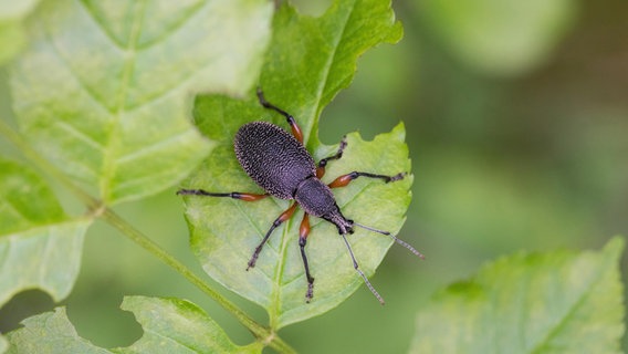 Vine weevil on a leaf with typical feeding marks © picture alliance / blickwinkel/F. Hecker | F. Hecker 