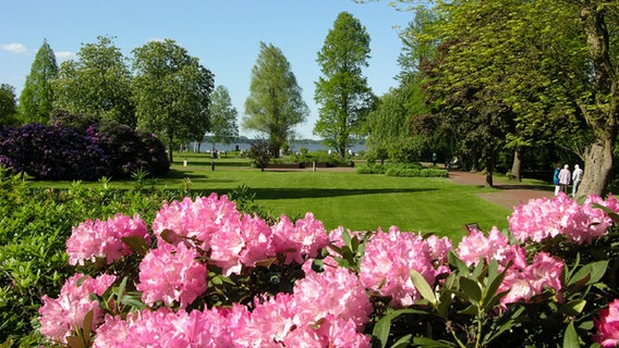 Rhododendrons in the spa gardens of Bad Zwischenahn © Bad Zwischenahner Touristik GmbH 