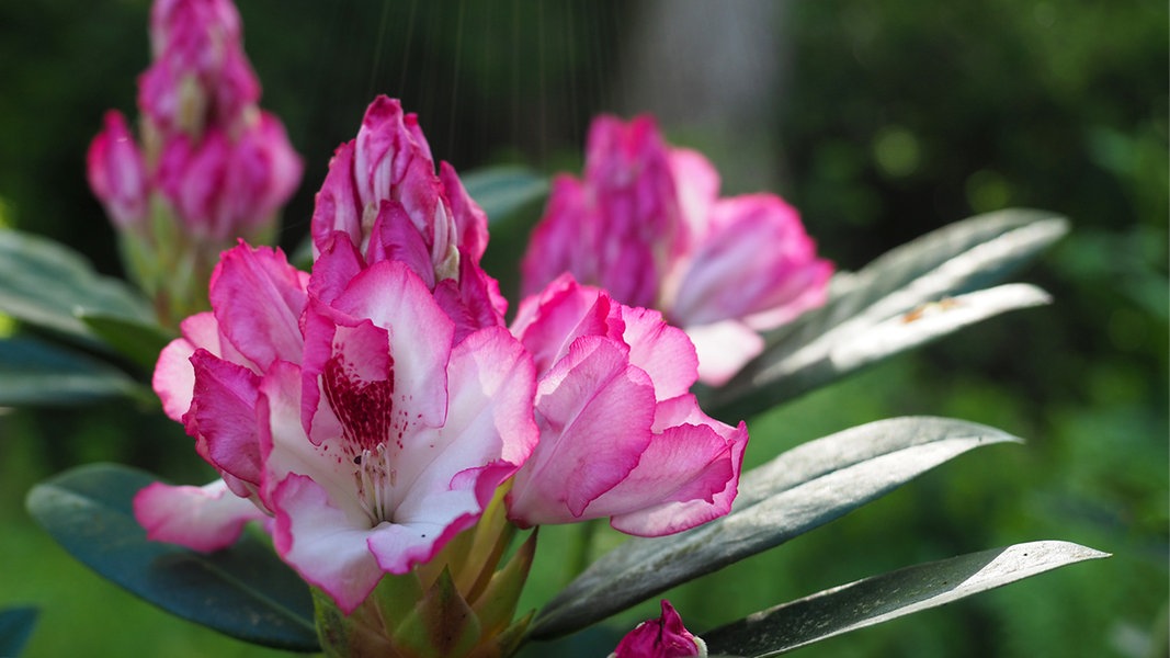 Planting, pruning and fertilizing rhododendrons correctly | NDR.de – Guide – Garden