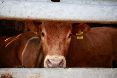 This is how useful a vegetarian diet is - avoiding meat is good for animal welfare and the climate.