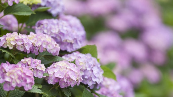 Purple farmer's hydrangea © imago images / AFLO 