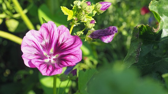 Mallows bloom in a garden. © NDR Photo: Anja Deuble