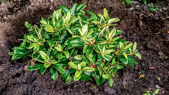 A freshly watered rhododendron plant. © NDR Photo: Udo Tanske