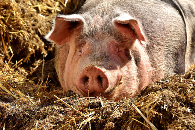 Pigs require a lot of space and feed - this has a negative impact on the carbon footprint.