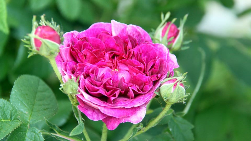 Historical roses – history, care